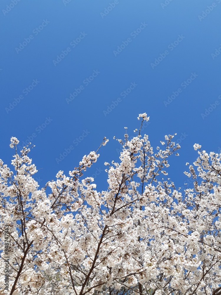 blooming cherry tree blooming cherry tree