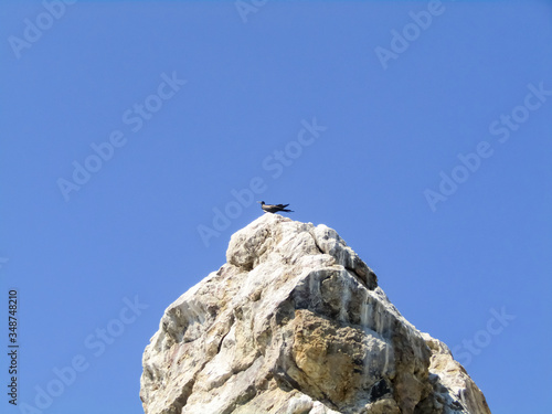 Gray pigeon on top of a rock. Rock eroded by pigeon droppings.