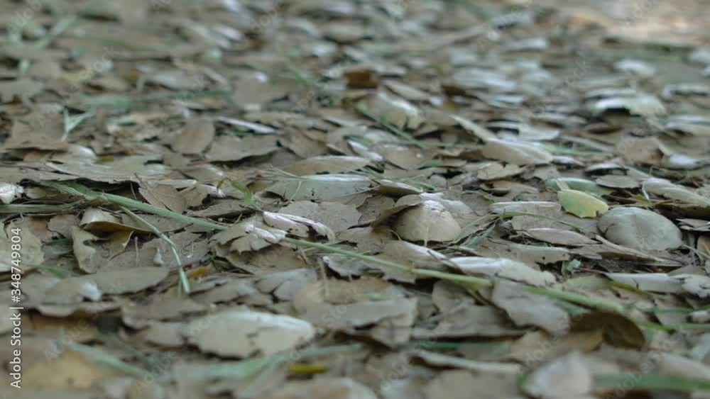 dead Leaves blowing across ground. Fall time dead Leaves blowing across ground. Fall time