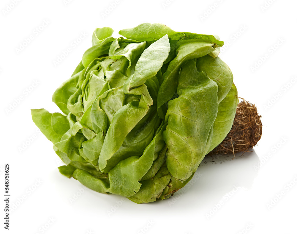 Fresh Butter Lettuce Isolated on White Background Fresh Butter Lettuce Isolated on White Background