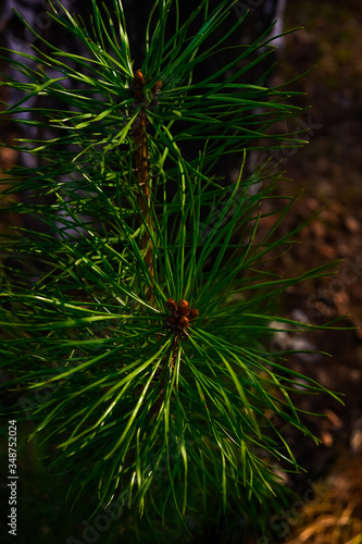Young pine shoot