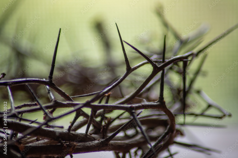 thorns thorns