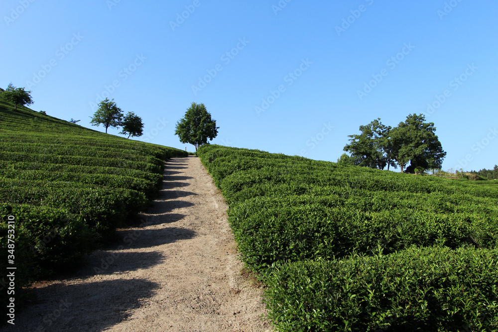 Green tea field in korea