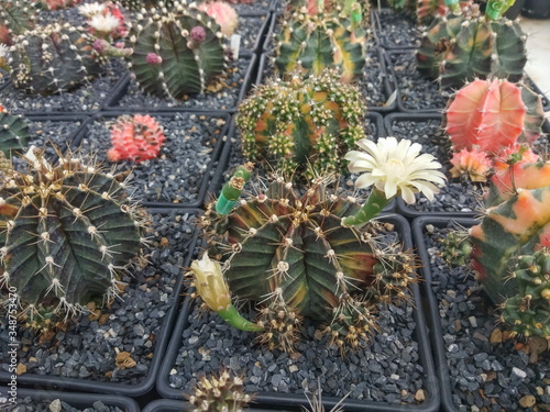 view of Gymnocalycium mihanovichii Hybrid and white flower blossom in flower pot with many cactus blurred background. photo