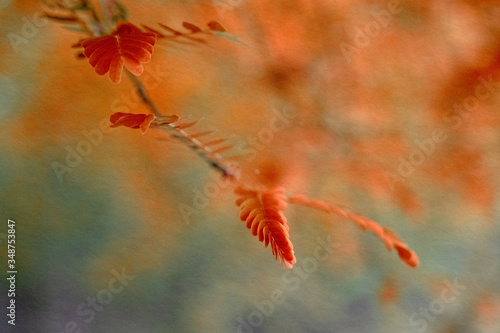 Tableau sur toile red leaves