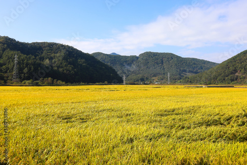 Autumn rice field scenery. Chungcheongbuk-do, South Korea © YOUSUK