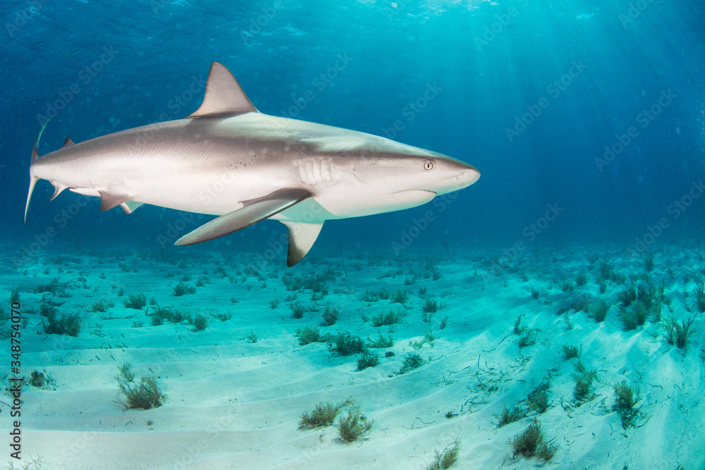 Obraz premium Reef Sharks