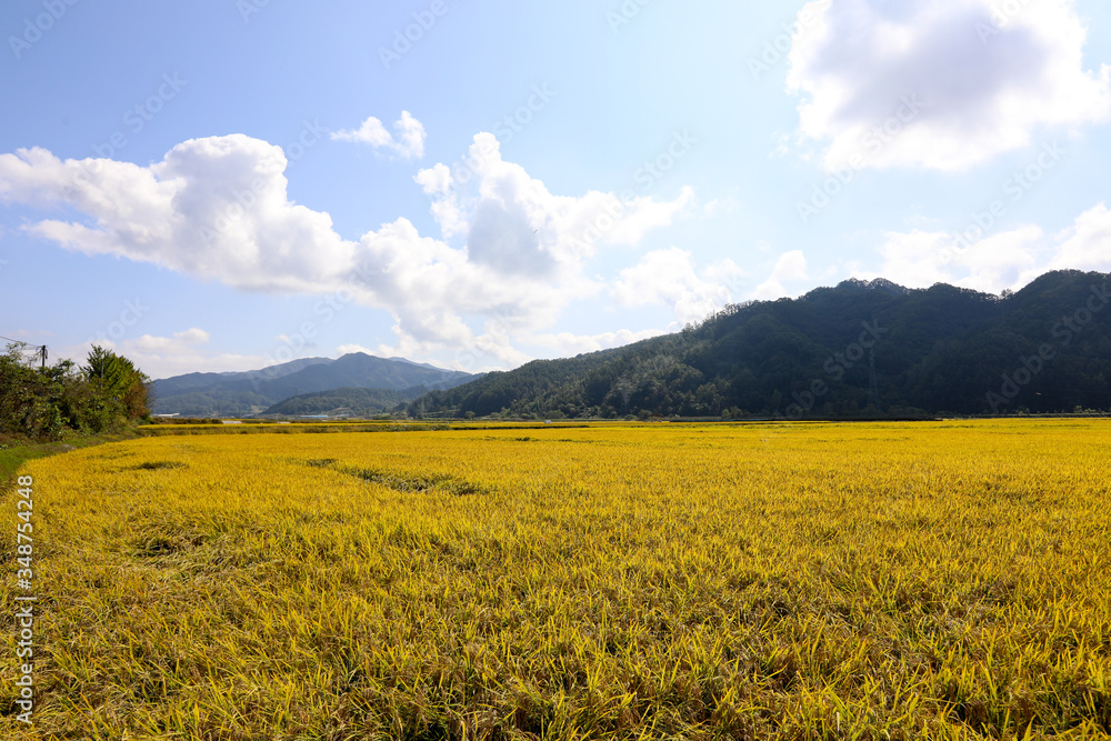 Obraz premium Autumn rice field scenery. Chungcheongbuk-do, South Korea