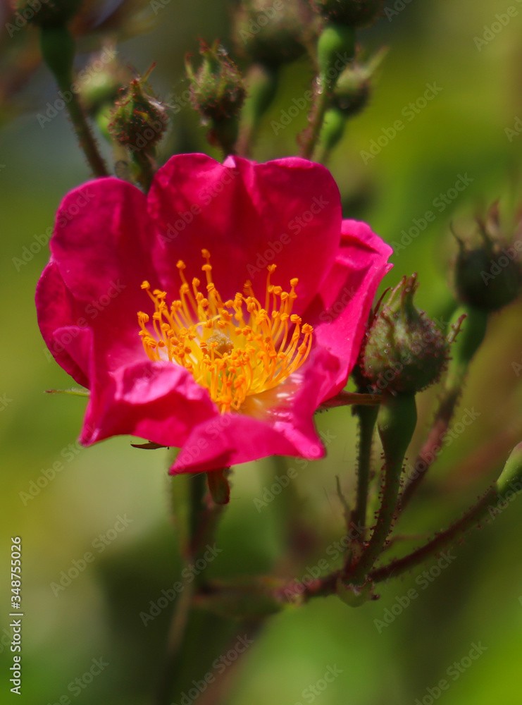 Spring flower concept. Perennial shrub with buds and blooming pink wild, bristly rose. Rosa nutkana, blur nature background, vertical photo.