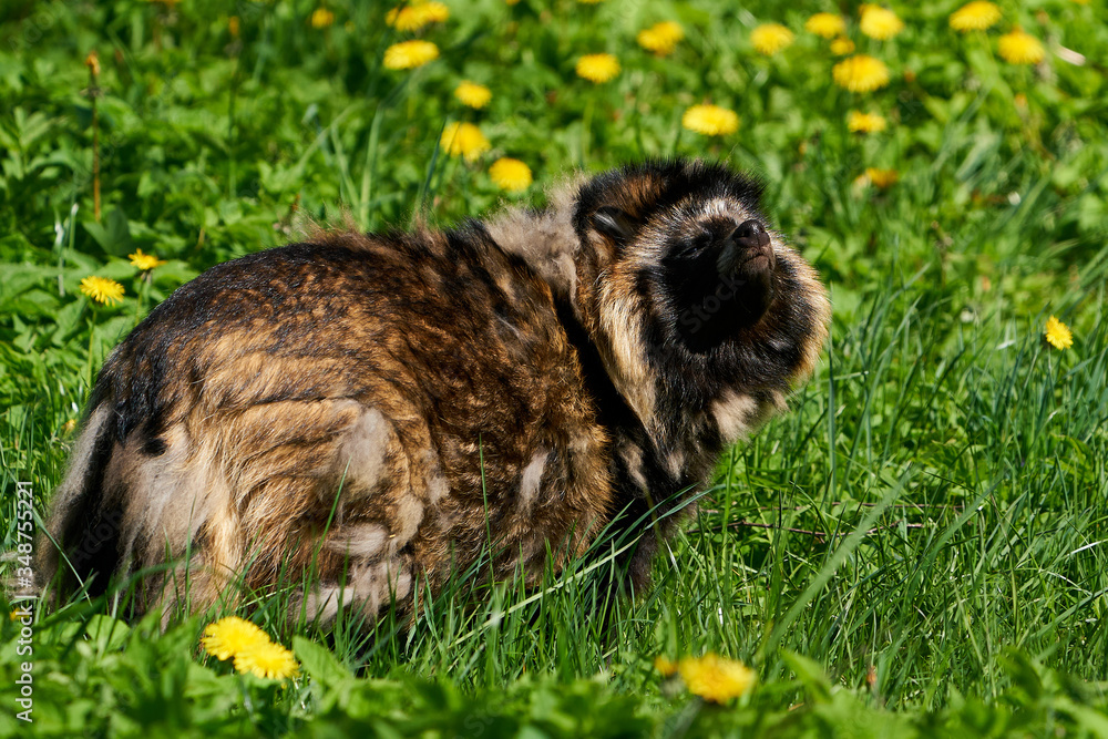 Obraz premium Raccoon dog (Nyctereutes procyonoides)