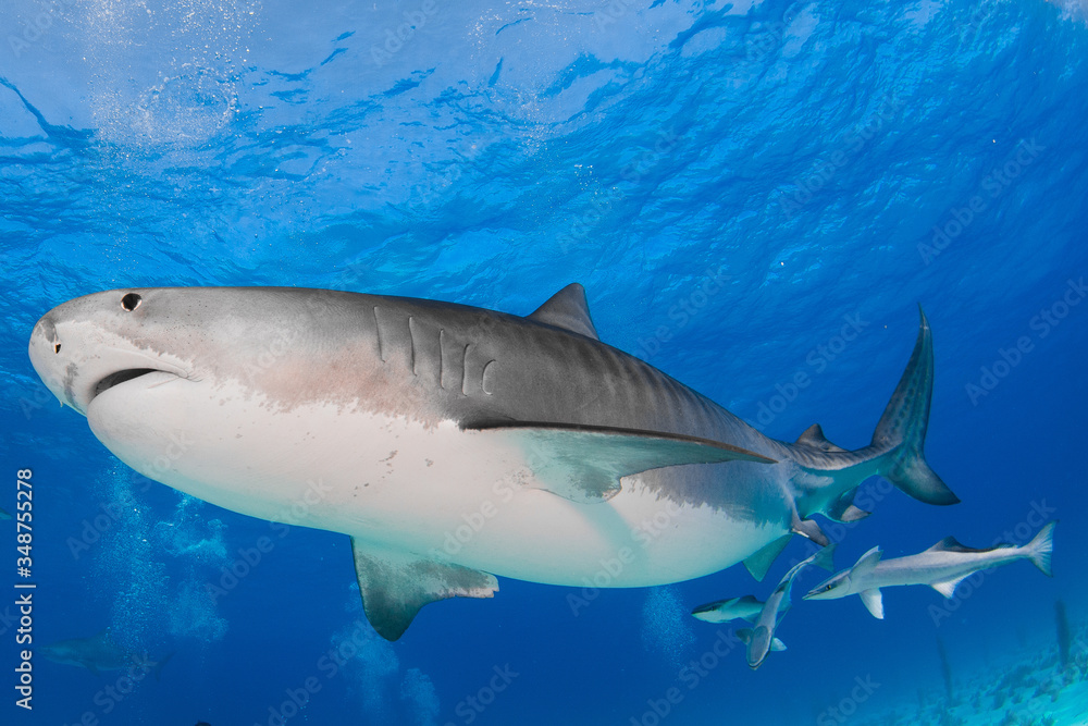 Tiger Shark swimming arround Tiger Shark swimming arround