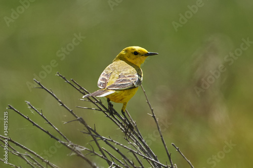 Bird - Yellow-backed Wagtail (Motacilla lutea ) sitting on a branch of a bush sunny spring morning. Close-up.
