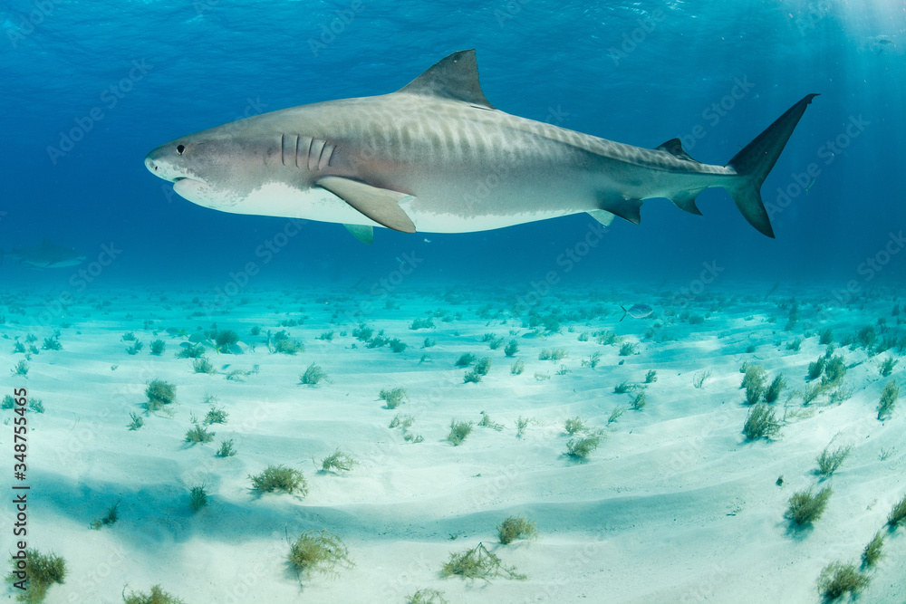 Fototapeta premium Tiger Shark swimming arround