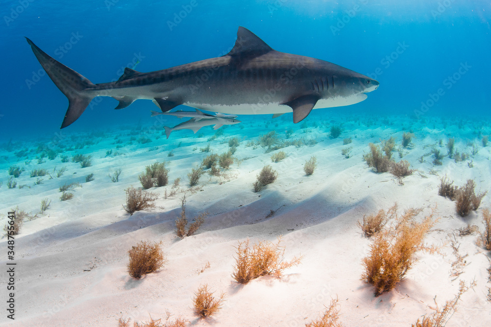 Fototapeta premium Tiger Shark swimming arround