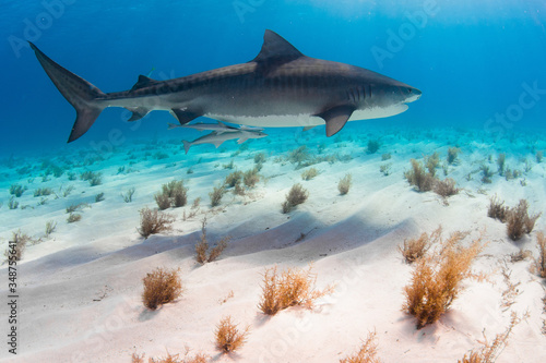 Tiger Shark swimming arround