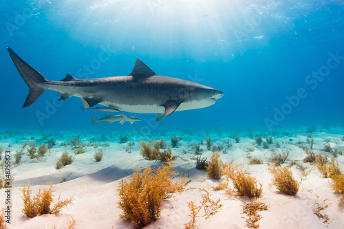 Tiger Shark swimming arround