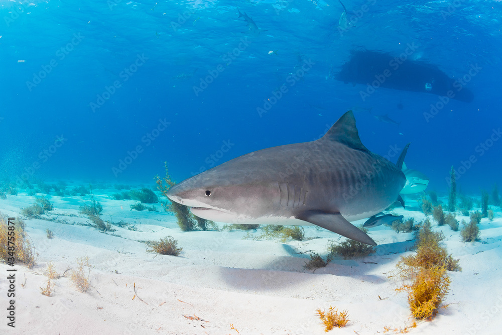 Fototapeta premium Tiger Shark swimming arround
