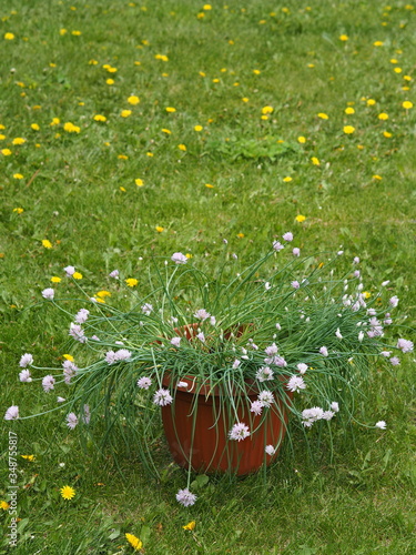 Blooming decorative onion, planted in a pot or pot on the background of a lawn with dandelions. photo