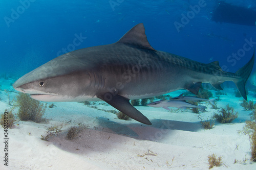 Tiger Shark swimming arround