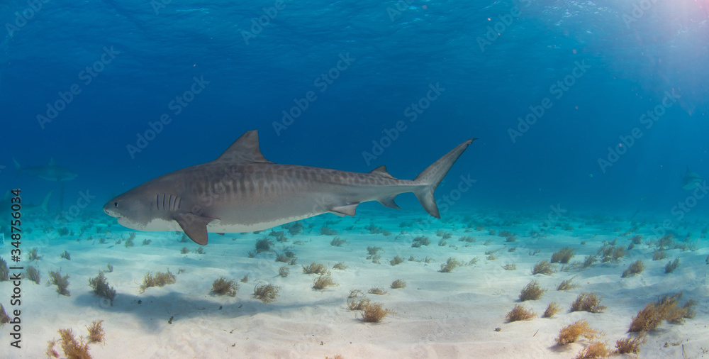 Fototapeta premium Tiger Shark swimming arround