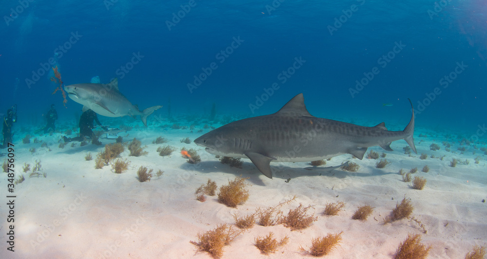 Fototapeta premium Tiger Shark swimming arround