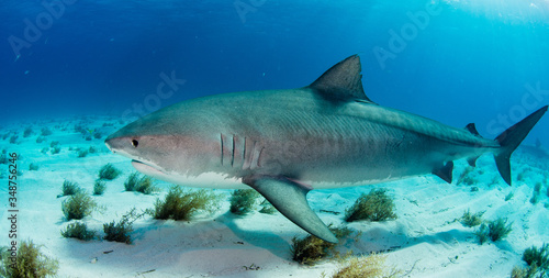 Tiger Shark swimming arround
