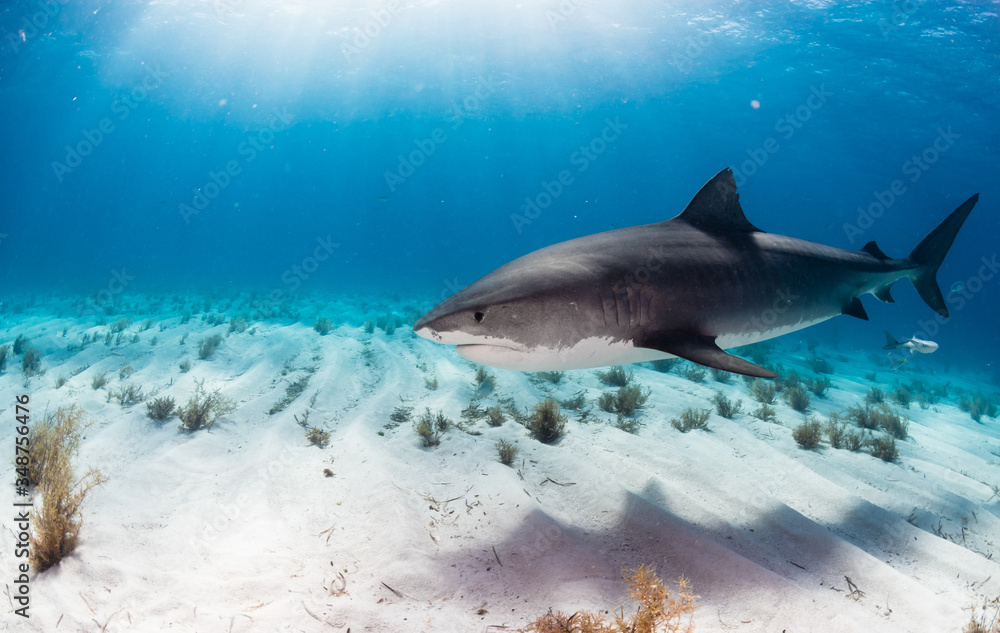Fototapeta premium Tiger Shark swimming arround