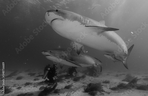 Wallpaper Mural Tiger Shark swimming arround Torontodigital.ca