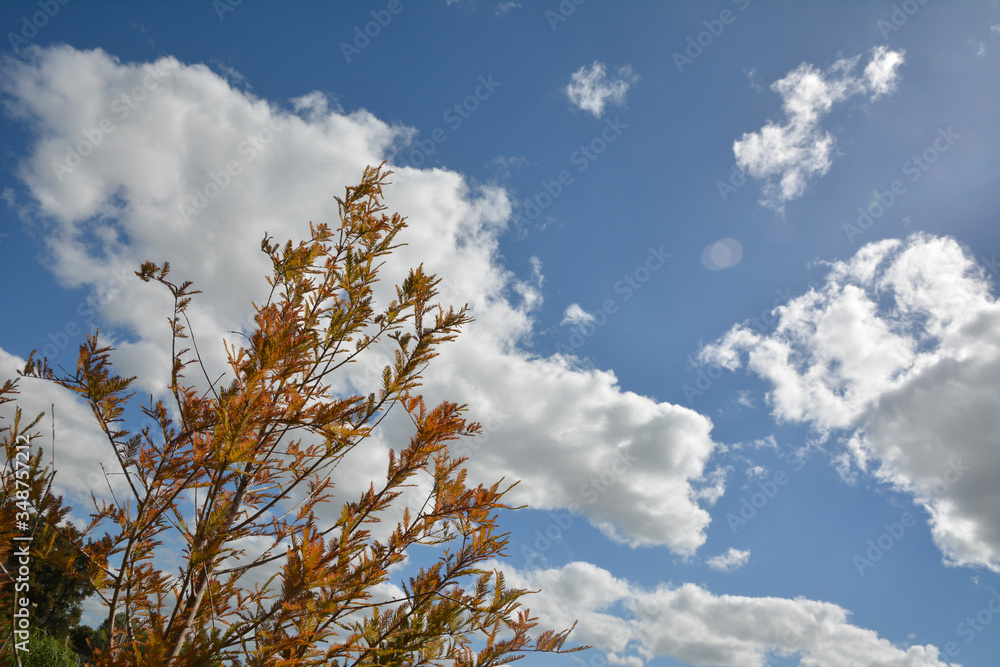 Obraz premium sky and tree