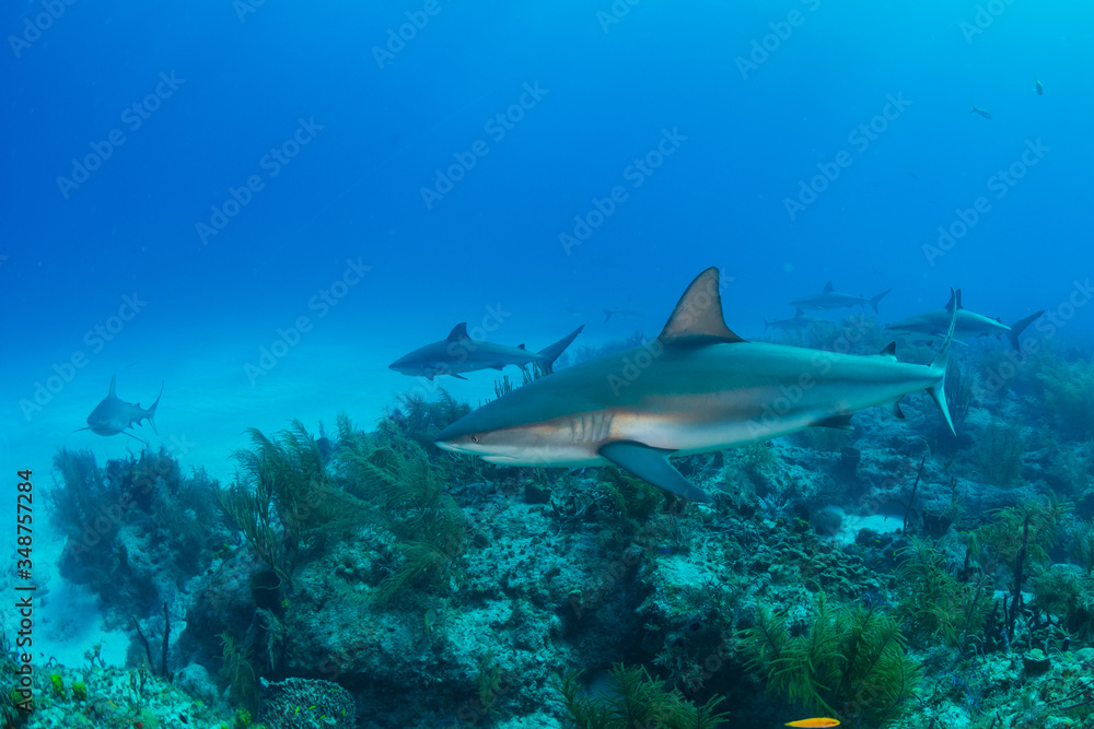 Fototapeta premium Sharks swimming arround