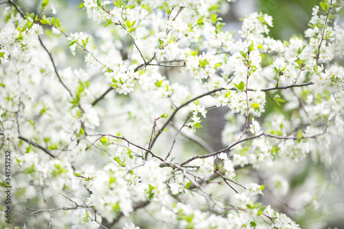 Branches of a blossoming cherry in a spring garden. the picture can be used as a background