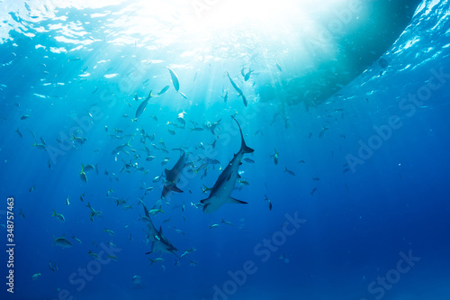 Sharks swimming arround © yoshinori