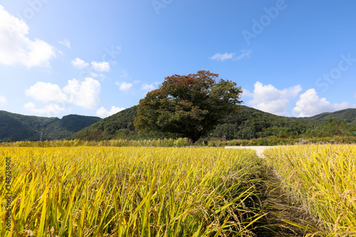 Autumn rice field scenery. Chungcheongbuk-do, South Korea
