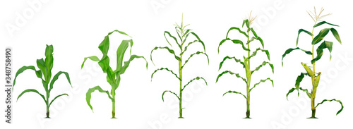 Corn plant  growing isolated on white background for garden design
