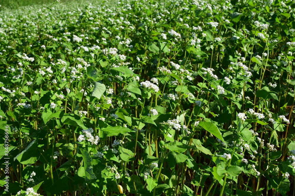 白い花 蕎麦畑 白い花 蕎麦畑