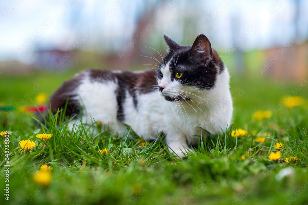 The cat with yellow eyes lies on the grass in dandelions. Photographed close-up.