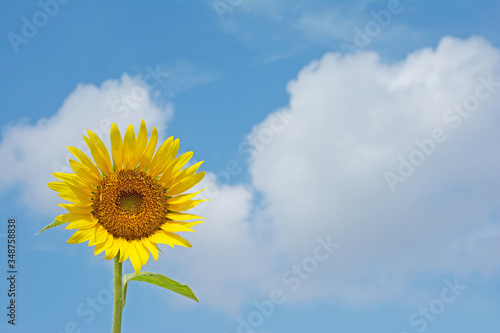 Sunflower on a blue sky background © tamayura39