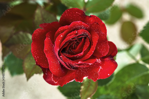 Beautiful red rose with raindrops on its petals