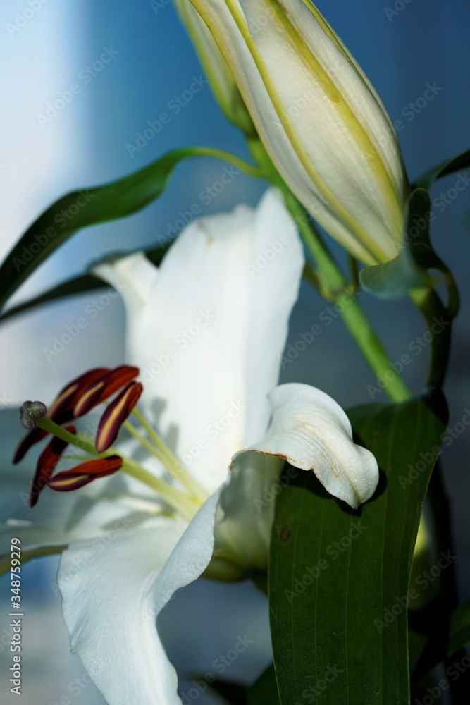 Obraz premium white calla lily