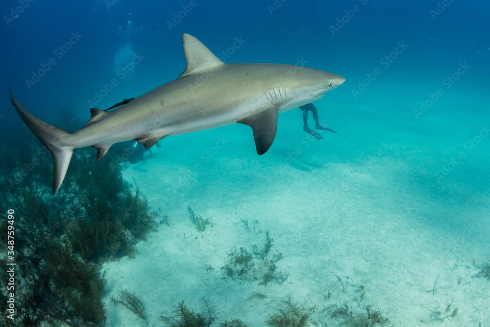 Sharks swimming arround Sharks swimming arround
