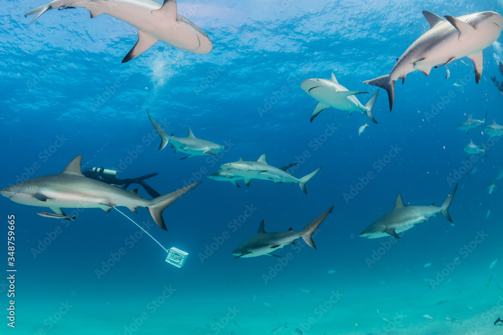 Fototapeta premium Sharks swimming arround
