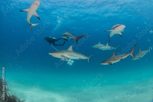 Sharks swimming arround
