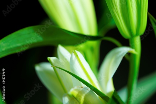 close up of a green lily
