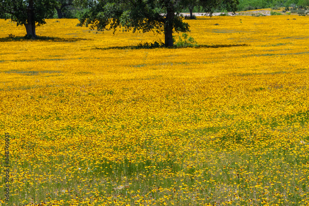Giant Field of Brown Eyed Susans (Rudbeckia hirta) Near Marble Falls, Texas, USA Giant Field of Brown Eyed Susans (Rudbeckia hirta) Near Marble Falls, Texas, USA
