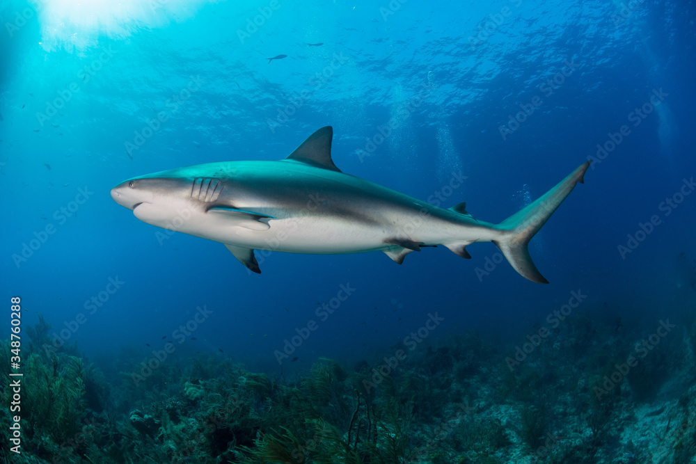 Reef Sharks swimming Reef Sharks swimming