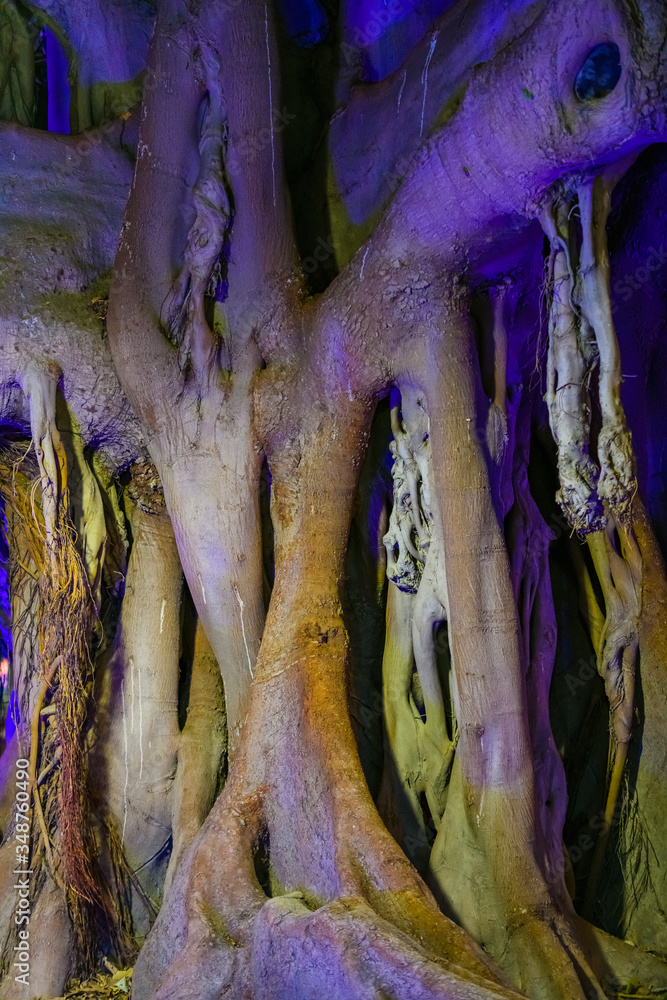 The huge Ficus in Canalejas Park lit by night illumination. Alicante. Spain
