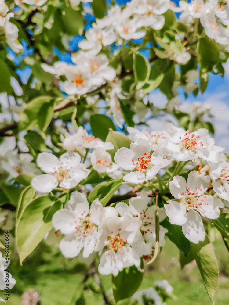 White flowering apple blossoms in early May. Blooming garden.