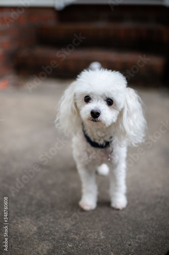 white poodle puppy © Robby