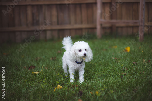 Bichon Frise puppy