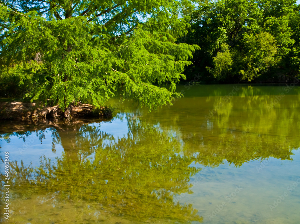 Bald Cypress Trees (Taxodium distichum) on The Shore of of The Blanco River, Blanco State Park, Blanco, Texas, USA Bald Cypress Trees (Taxodium distichum) on The Shore of of The Blanco River, Blanco State Park, Blanco, Texas, USA